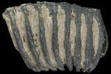 Partial Southern Mammoth Molar - Hungary #111854-6